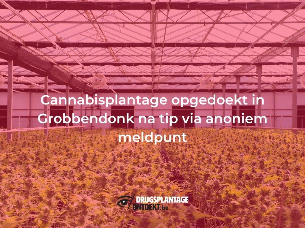 Cannabisplantage opgedoekt in Grobbendonk na tip via anoniem meldpunt